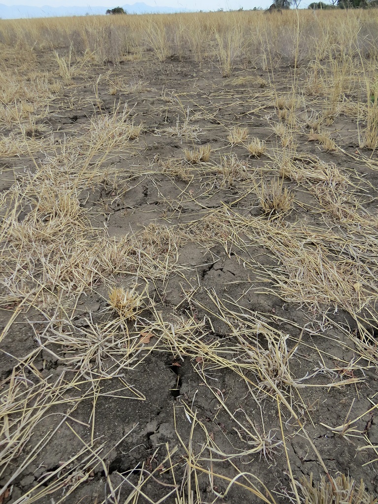 Bimbi Irrigation Project in Malawi (Down to Earth March 2018)